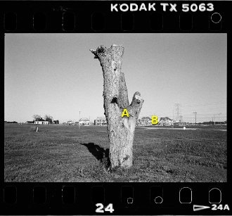Kodak 35mm TX400 Tri-X 400 Black and White B&W Negative Film Drum Scan Full Frame
